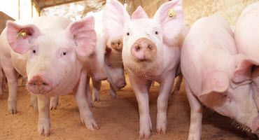 Join Swine Industry Experts at ISU Conference
