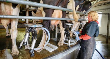 SDSU Dairy Science Students Win National Judging Awards